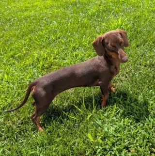 Ruby in NC