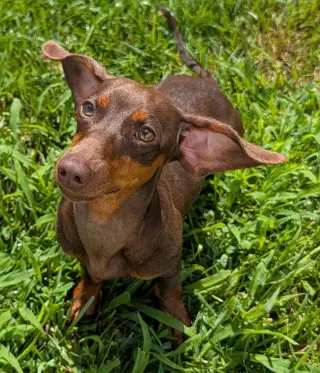 Ruby in NC