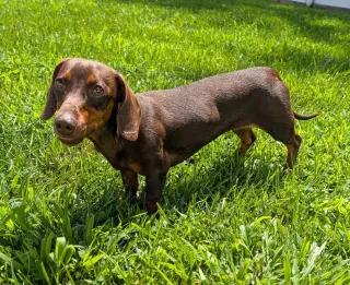 Ruby in NC