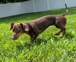 Ruby in NC