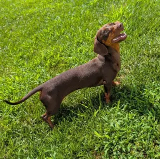 Ruby in NC