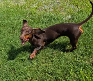 Ruby in NC