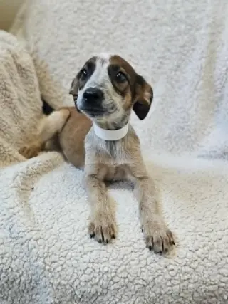 Artemis