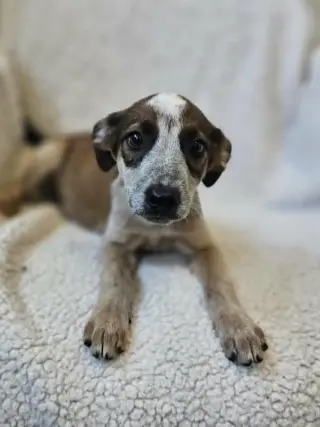 Artemis