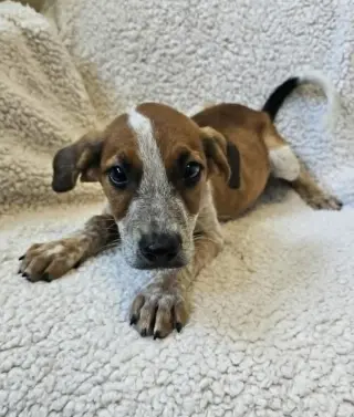 Beau