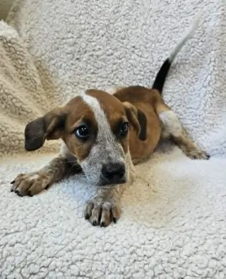 Beau