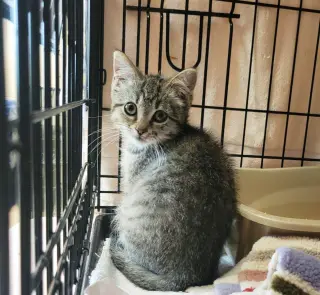 Pawtriot