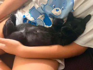 Baby Bat