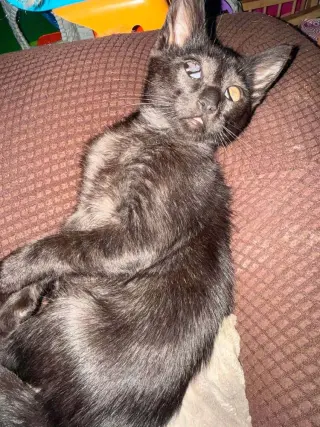 Baby Bat
