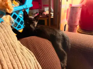 Baby Bat