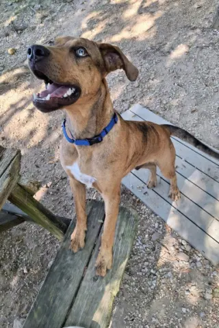 Tito