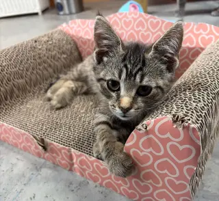 Gus (foster cat)