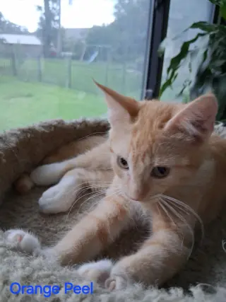 Orange Peel
