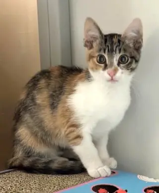 Kitten Waluigi