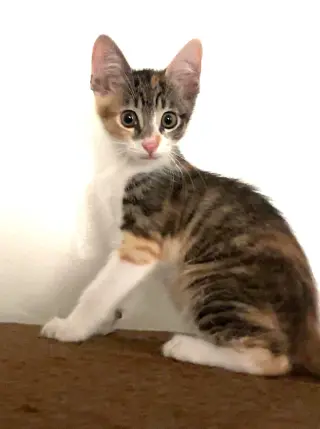 Kitten Waluigi
