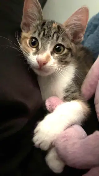 Kitten Waluigi