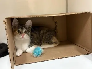 Kitten Waluigi