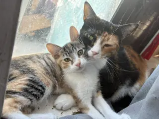 Kitten Waluigi