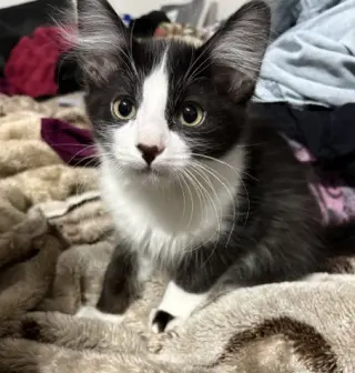 Kitten Wacky