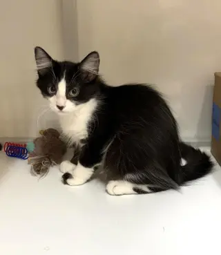 Kitten Wacky
