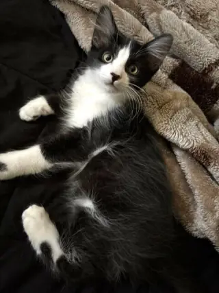 Kitten Wacky