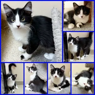Kitten Wacky