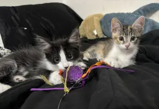 Kitten Wacky