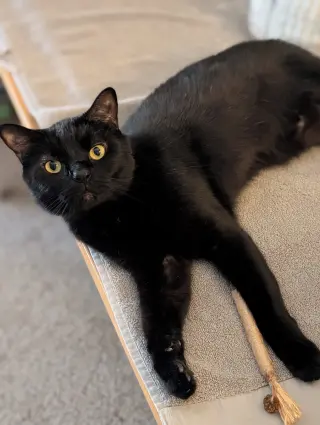 ZIGGY