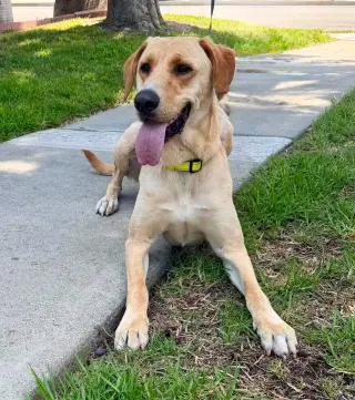Duke