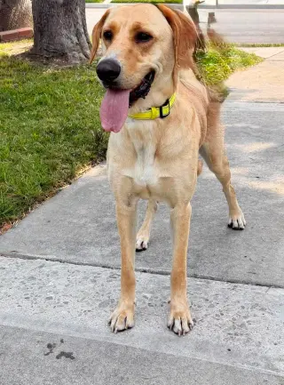 Duke