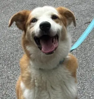 Regon. Urgently Needs Foster or Adopter