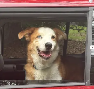 Regon. Urgently Needs Foster or Adopter