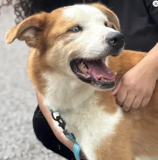 Regon. Urgently Needs Foster or Adopter