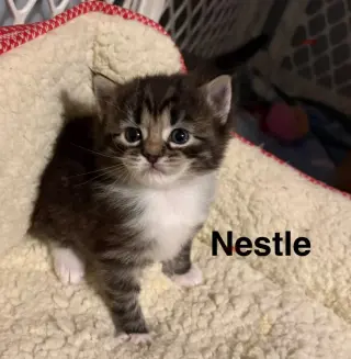 Nestle