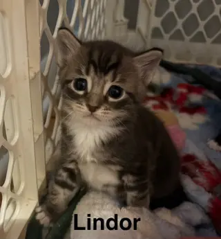 Lindor