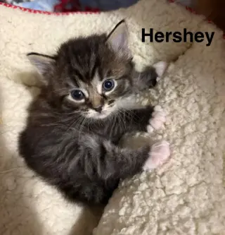 Hershey