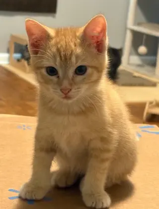 Chip