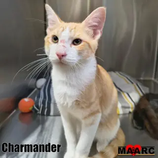 Charmander