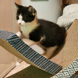 Rhonda