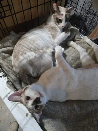 Chardonnay and Rose (bonded pair)