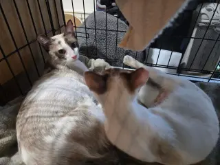Chardonnay and Rose (bonded pair)