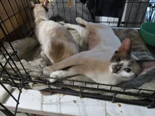 Chardonnay and Rose (bonded pair)