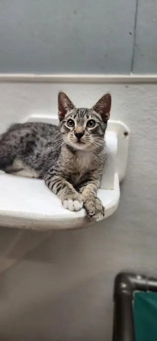Kitten 28065 (Checkers)