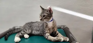 Kitten 28065 (Checkers)