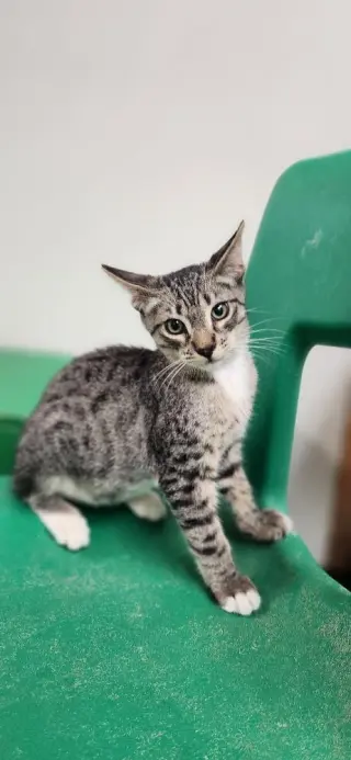 Kitten 28065 (Checkers)