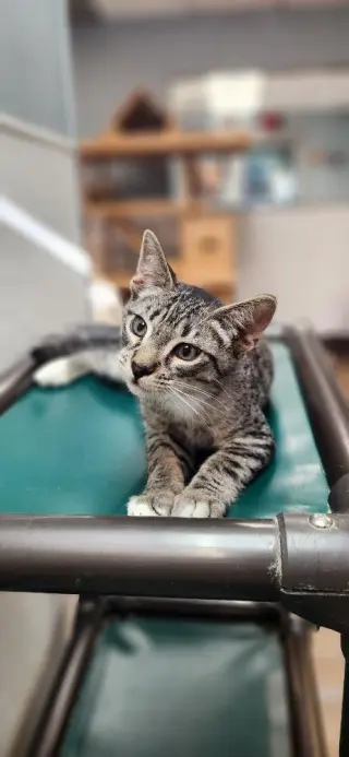 Kitten 28065 (Checkers)