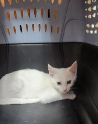 Kitten 28057 (Butters)
