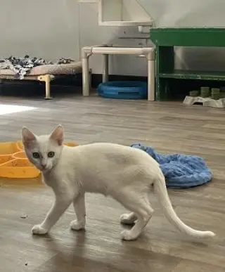 Kitten 28057 (Butters)