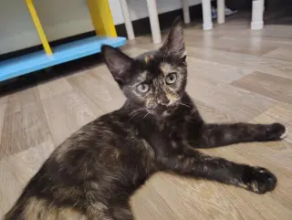 Kitten 28056 (Nutella)