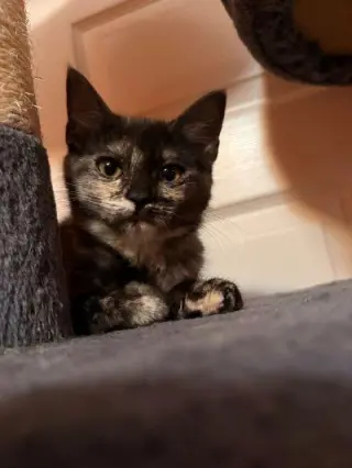 Kitten 28056 (Nutella)